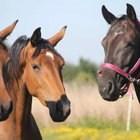 De Waeterhoeve 4* Snaaskerke